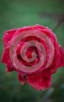 Frozen dew on a flower on a frosty autumn morning