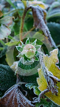 Frozen dew on a grass on a frosty autumn morning