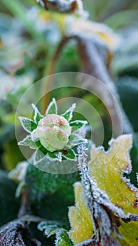 Frozen dew on a grass on a frosty autumn morning