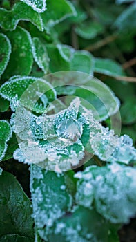 Frozen dew on a grass on a frosty autumn morning