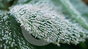 Frozen dew on a grass on a frosty autumn morning