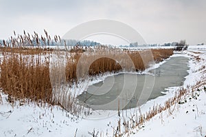 Frozen ditch with reeds in a snowy Dutch landscape