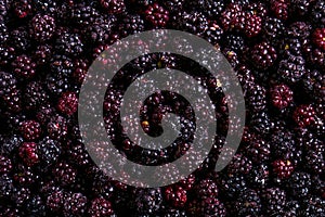 Frozen domestic wild blackberries background - texture
