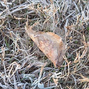 Close-up frozen dried leaves on snowy grass ground