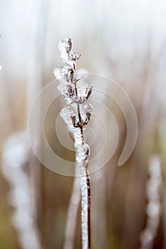 Frozen dried plant. Twigs with crystals of ice. Macro