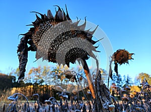 Frozen dried sunflower in sunflower field in warming first sunbeams of the day under cloudless deep blue sky