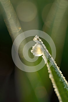 Frozen drop of dew on blade of grass