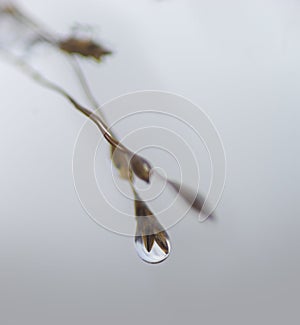 Frozen drop of water on grass