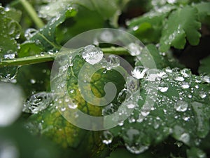 Frozen drops on a leaf