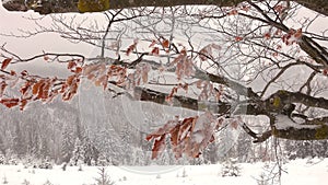 Frozen Dry Beech Leaves On A Tree Branch