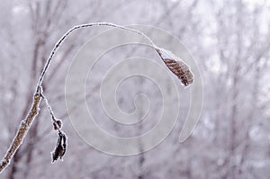 Frozen dry leaf under the snow