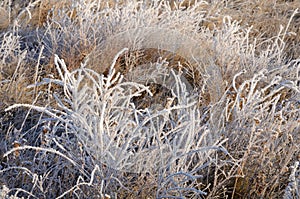 Frozen dry yellow grass