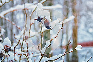 Frozen eglantine