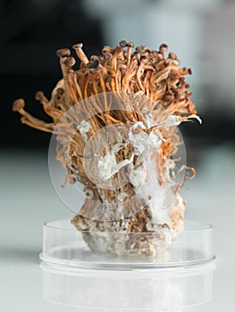 Frozen enoki mushrooms sheaf in petri dish