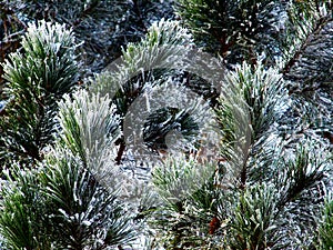 Frozen evergreen