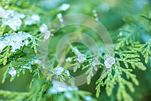 Frozen evergreen in green tone on blurred background. Calming seasonal nature