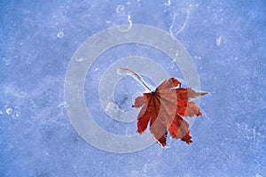 Frozen fallen leaf of maple