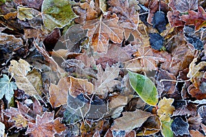 Frozen fallen leaves in the park