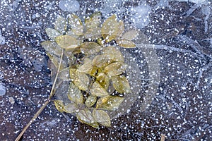 Frozen fallen leaves in water crystals in nature during cold weather, the onset of winter, weather forecast for frost