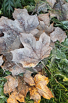 Frozen fallen maple leaves lying on the grass, covered with hoarfrost, top view. autumn season