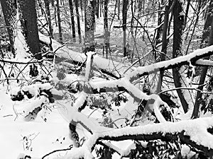 Frozen Fallen Trees in the Forest in January