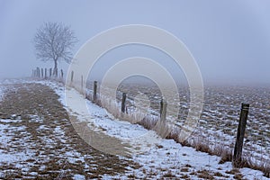 Frozen Fence in Mist with Tree