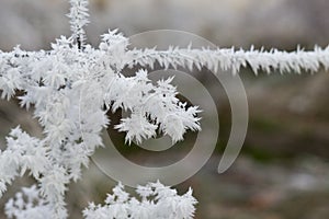 Zmrzlý plot a rostlina pokrytá sněhem a ledem v zimě.