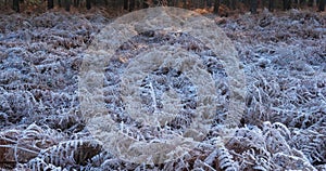 Frozen ferns, The Landes forest, Nouvelle Aquitaine, France.