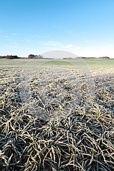 Frozen field.