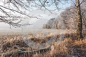Frozen field at the edge of the forest.