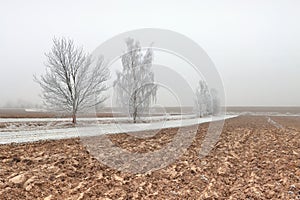 Frozen field and trees at the beginning of winter