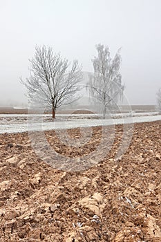 Frozen field and trees at the beginning of winter