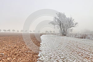 Frozen field and trees at the beginning of winter