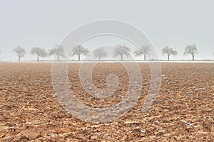 Frozen field and trees at the beginning of winter