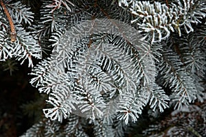 Frozen fir-needles