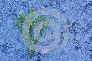 Frozen fir tree branch and bump on ice cover