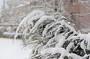 Frozen fir tree branch with icicle