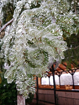 Frozen fir tree in january