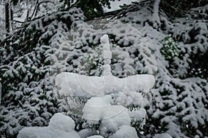 Frozen Fir Tree Top Covered with Snow after a Heavy Snowfall in the Forest on Winter Season in a Greek Mountain