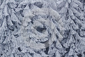 Frozen fir trees rime ice, winter season nature background