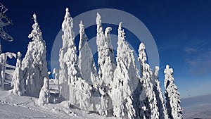 Frozen Fir Trees in Charpatians Montains photo