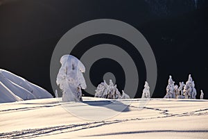 Frozen fir trees on montain top at sunset.