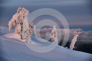 Frozen fir trees on montain top  at sunset.