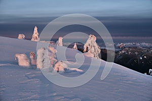 Frozen fir trees oÐº Snow ghosts on montain top.