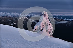 Frozen fir trees oÐº Snow ghosts on montain top.