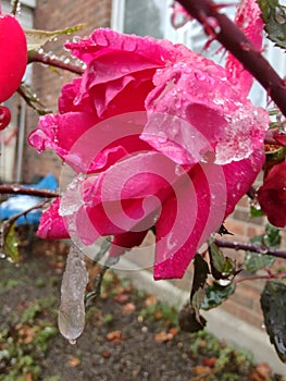 Frozen first Frost roses red pink flowers