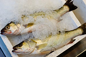 Frozen Fish