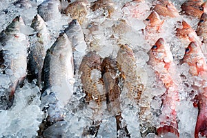 Frozen fish