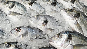 Frozen fish, Close up fresh fish on ice bucket or frozen fish in grocery store use for raw food background