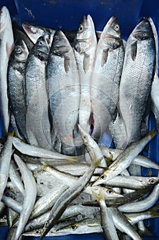 Frozen fish on display in Middle eastern fish market